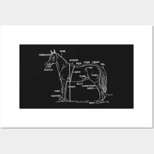 Horse anatomy Posters and Art